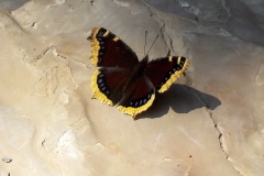 2018-09-06-11.38.23-2