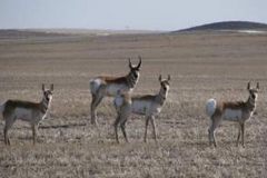 Antelope-2