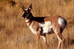 Buck